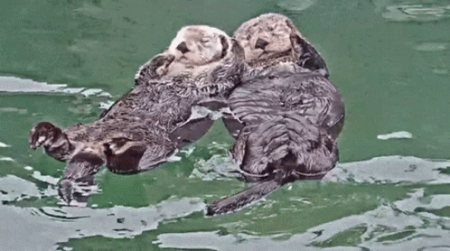 A Pair Of Floating Otter GIF