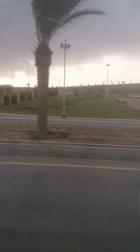 A Palm Tree Is Blowing In The Wind Along The Side Of The Road GIF
