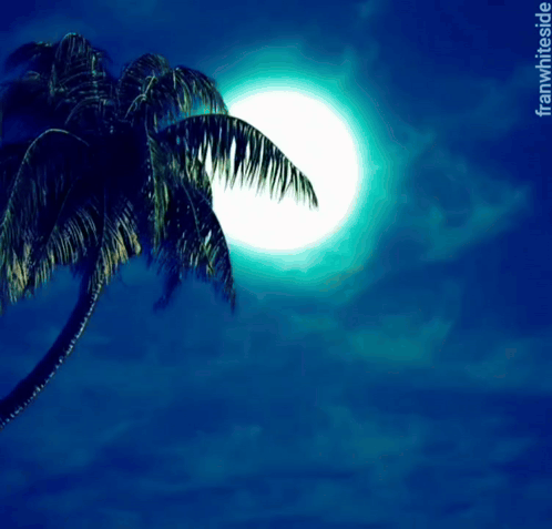 A Palm Tree Is Silhouetted Against A Full Moon With The Words Good Night Below It GIF
