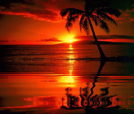 A Palm Tree Is Standing In The Water At Sunset GIF