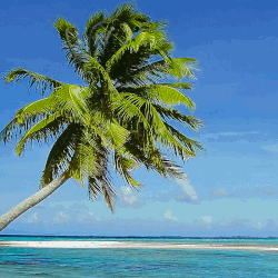 A Palm Tree On A Beach With The Ocean Behind It GIF