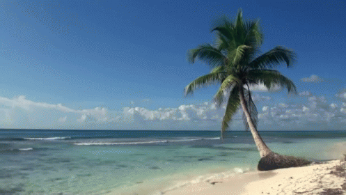 A Palm Tree On A Sandy Beach With The Ocean Behind It GIF