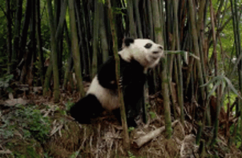 A Panda Bear Is Eating A Bamboo Leaf In A Forest GIF