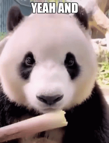 A Panda Bear Is Eating A Piece Of Bamboo With The Words Yeah And Above It GIF