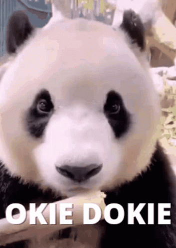 A Panda Bear Is Eating A Piece Of Food With The Words `` Okie Dokie '' Written Next To It . GIF