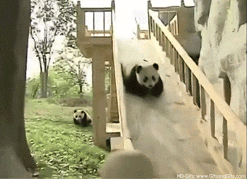 A Panda Bear Is Going Down A Slide With The Website Hd-Gifs.com Visible In The Corner GIF