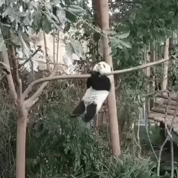 A Panda Bear Is Hanging From A Tree Branch In A Forest . GIF