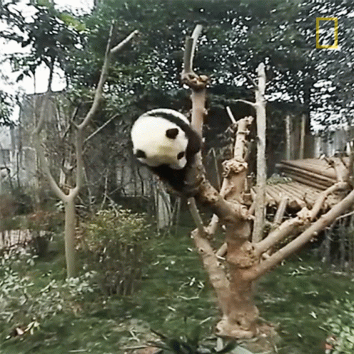 A Panda Bear Is Hanging Upside Down From A Tree GIF