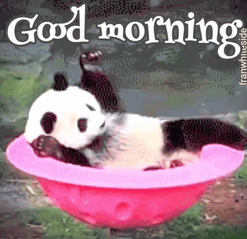 A Panda Bear Is Laying In A Pink Bowl With The Words Good Morning Above It GIF