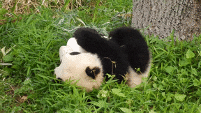 A Panda Bear Is Laying In The Grass On Its Back GIF