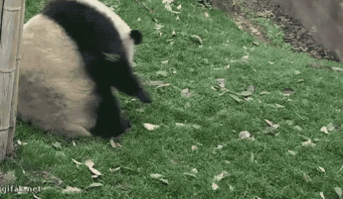 A Panda Bear Is Laying In The Grass With Leaves On The Ground . GIF
