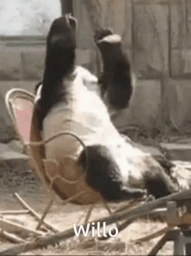 A Panda Bear Is Laying On Its Back In A Chair With The Word Willo Written Below It GIF