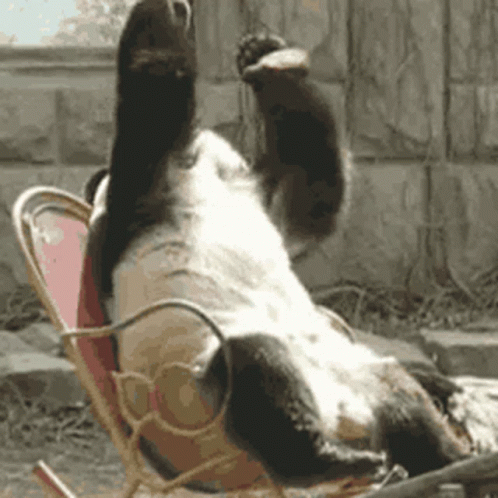 A Panda Bear Is Laying On Its Back In A Rocking Chair . GIF