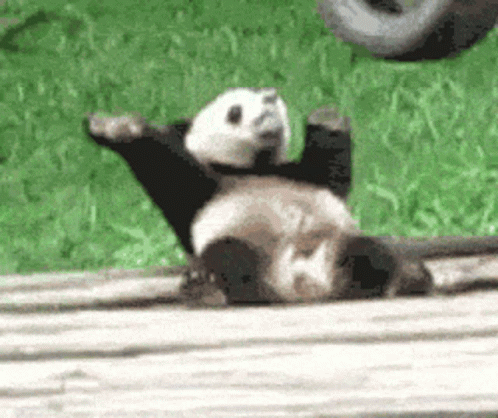 A Panda Bear Is Laying On Its Back On A Wooden Plank . GIF