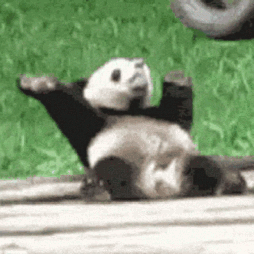 A Panda Bear Is Laying On Its Back On A Wooden Platform . GIF