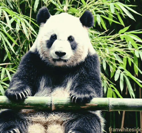 A Panda Bear Sitting On A Bamboo Pole With The Words Franwhiteside In The Corner GIF