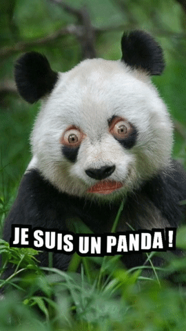 A Panda Bear With A Surprised Look On Its Face And The Words Je Suis Un Panda GIF