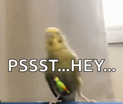 a parakeet is standing next to another parakeet and says pssst hey