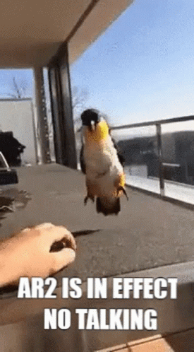 A Parrot Is Flying In The Air While A Person Feeds It . GIF