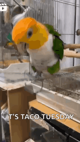 a parrot is sitting on a perch in a cage .