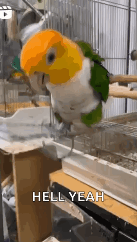 a parrot is sitting on a perch in a cage with the words `` hell yeah '' written below it .