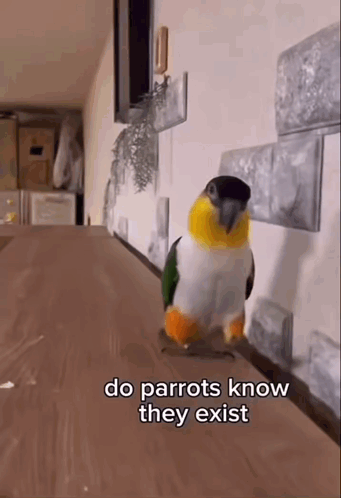 a parrot is standing on a wooden table and says do parrots know they exist