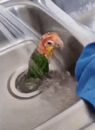 a parrot is taking a bath in a sink with a blue cloth