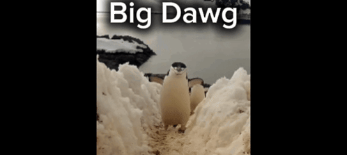 A Penguin Is Standing In The Snow With The Words Big Dawg Below It GIF