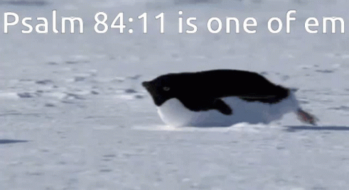 Penguin Walking In Snow Psalm 84 11 Text GIF