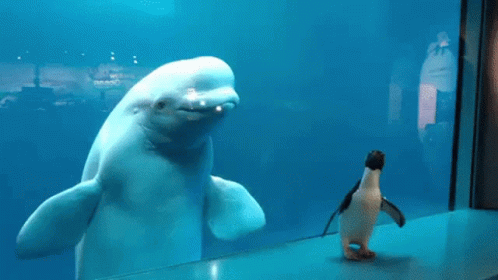 A Penguin Standing In Front Of A Whale In A Tank GIF