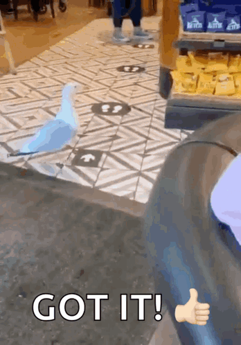A Person Giving A Thumbs Up Next To A Bird That Says Got It On It GIF