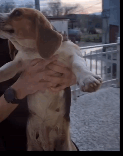 A Person Holding A Brown And White Dog With A Watch On Their Wrist GIF