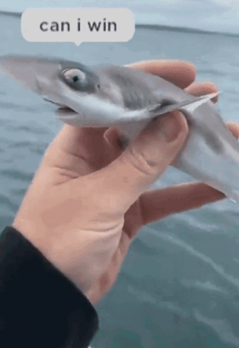 A Person Holding A Fish With A Speech Bubble Saying Can I Win GIF