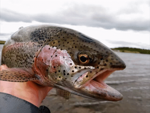A Person Holding A Fish With Its Mouth Open GIF