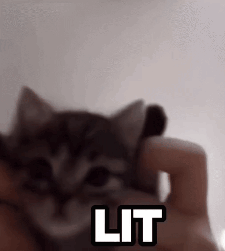 A Person Holding A Kitten With The Word Lit Written On The Bottom GIF