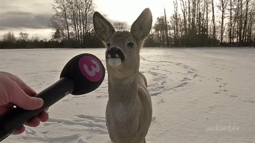 A Person Holding A Microphone With The Number 3 On It In Front Of A Deer GIF