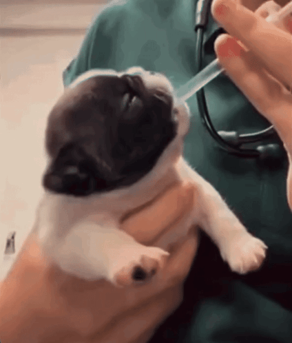 A Person Holding A Puppy With A Syringe In It GIF