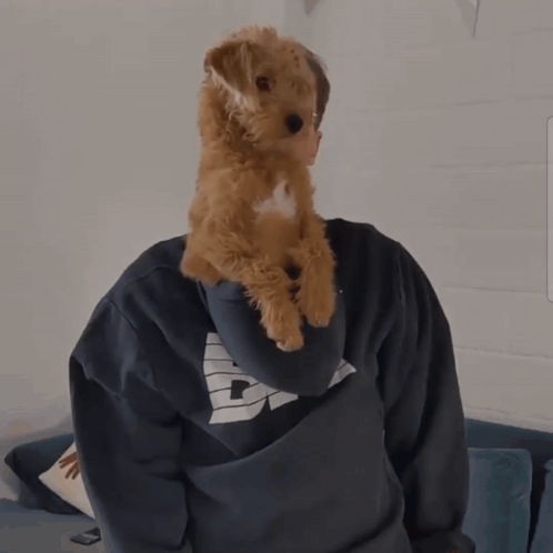 A Person Holding A Small Brown Dog On Their Shoulders GIF