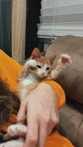 A Person Holding An Orange And White Kitten On Their Shoulder GIF