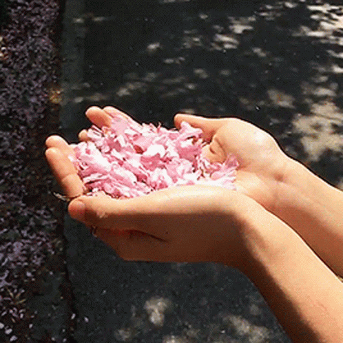 A Person Holding Pink Petals In Their Hands GIF