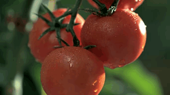 A Person Holding Three Tomatoes In Their Hands GIF