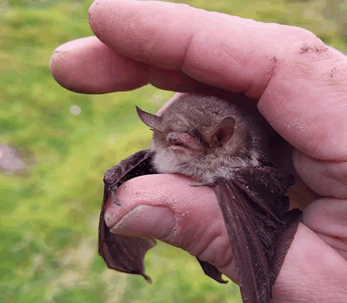 A Person Holds A Small Bat In Their Hand GIF