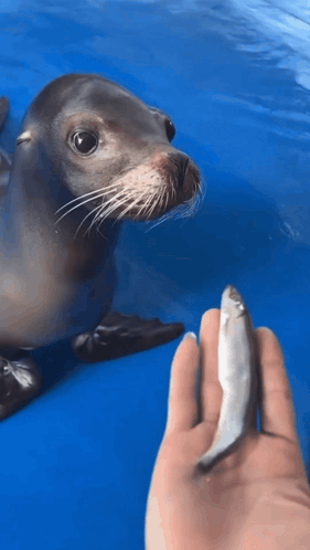 A Person Holds A Small Fish In Front Of A Seal In The Water GIF