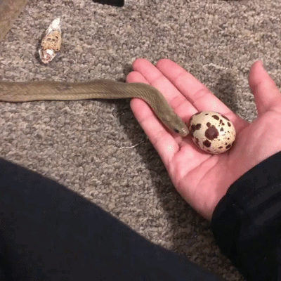 a person holds a snake and an egg in their hand