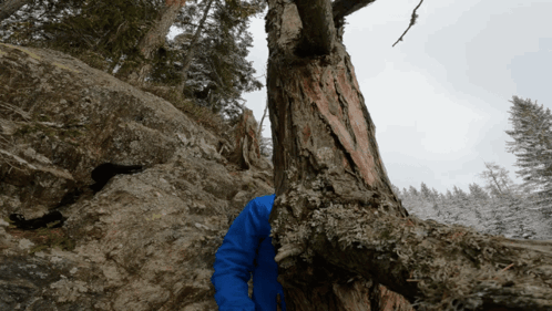 A Person In A Blue Jacket Climbs Up A Rocky Slope Next To A Tree GIF