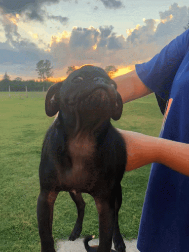 A Person In A Blue Shirt Is Petting A Black Pug Dog GIF