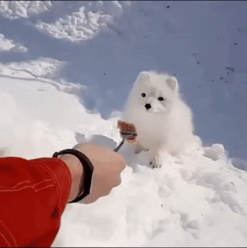 A Person In A Red Jacket Is Feeding A White Dog In The Snow GIF