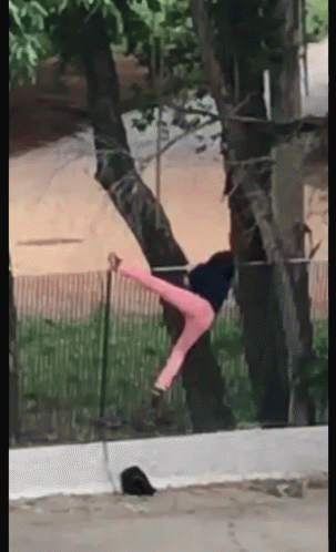A Person In Pink Pants Is Hanging From A Tree Branch . GIF