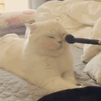 A Person Is Applying Makeup To A White Cat 'S Face With A Brush GIF