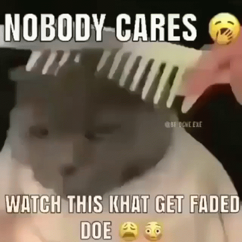 A Person Is Brushing A Cat 'S Hair With A Comb And Says Nobody Cares Watch This  Khat Get Faded GIF